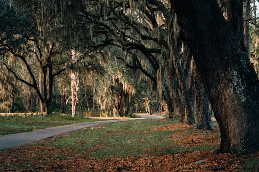 Boone Hall Plantation