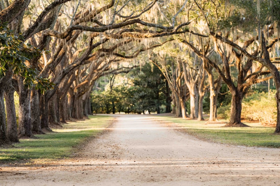 Magnolia Plantation & Gardens
