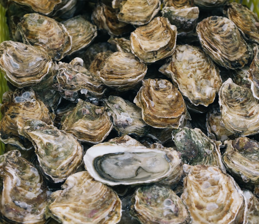 A pile of fresh local oysters
