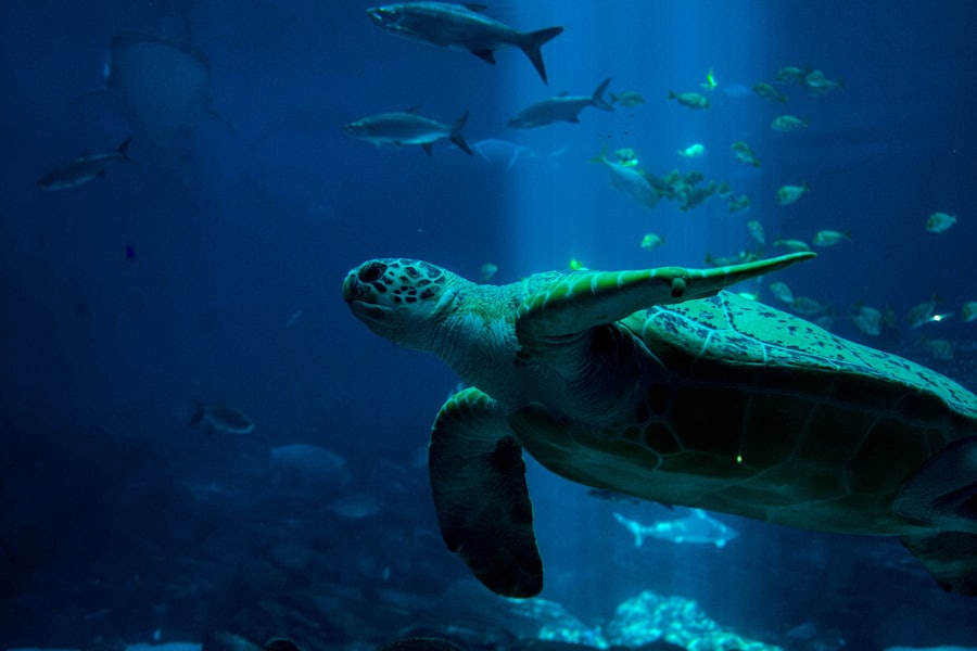 South Carolina Aquarium